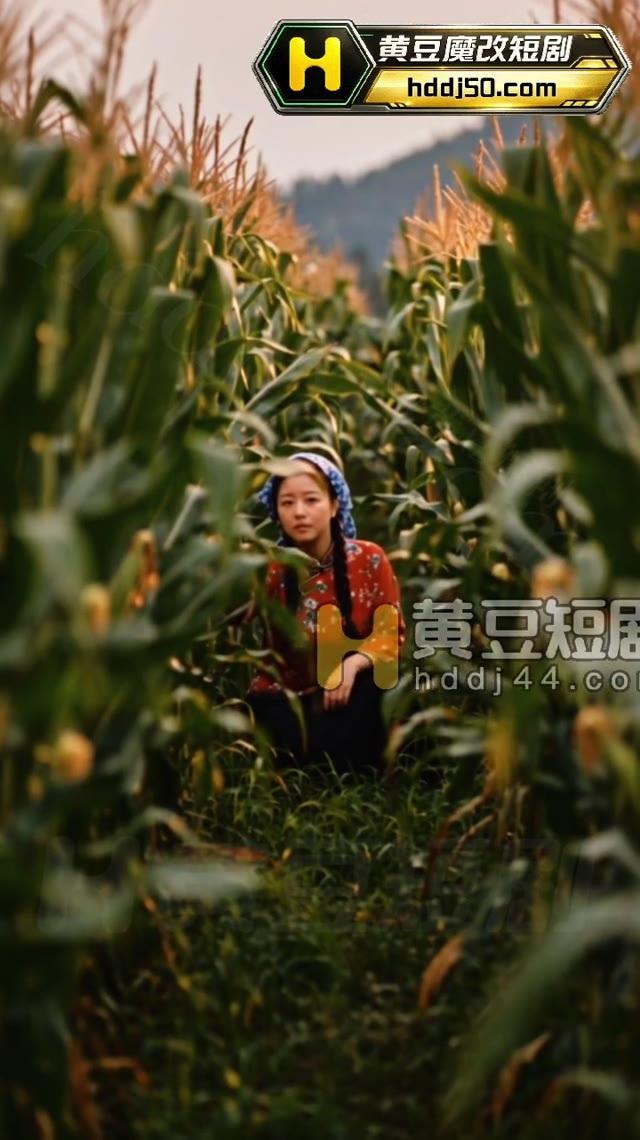 张桂香来到玉米田